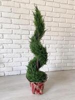 Beautiful twisted evergreen plant stands in a decorative pot against a textured white brick wall, adding a touch of nature to indoor setting. Intricate spiral shape of foliage creates photo