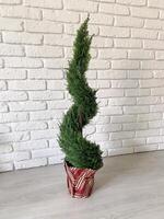 Beautiful twisted evergreen plant stands in a decorative pot against a textured white brick wall, adding a touch of nature to indoor setting. Intricate spiral shape of foliage creates photo