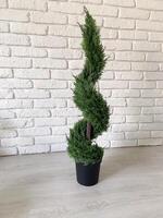 Beautiful twisted evergreen plant stands in a decorative pot against a textured white brick wall, adding a touch of nature to indoor setting. Intricate spiral shape of foliage creates photo