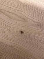 Lone spider rests on a wooden floor, creating a stark contrast between its delicate form and the expansive backdrop. photo