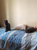 Curious cat sits alertly on a cozy bed, while another feline rests peacefully nearby, embodying serenity and companionship in a domestic setting. photo