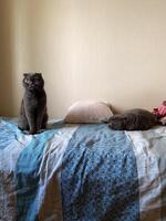 Curious cat sits alertly on a cozy bed, while another feline rests peacefully nearby, embodying serenity and companionship in a domestic setting. photo