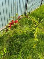 Vibrant branch with red berries arches over lush green grass against a metal fence, capturing the essence of a sunny day in the garden. The contrast between the vivid berries photo