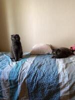 Curious cat sits alertly on a cozy bed, while another feline rests peacefully nearby, embodying serenity and companionship in a domestic setting. photo