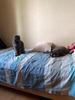 Curious cat sits alertly on a cozy bed, while another feline rests peacefully nearby, embodying serenity and companionship in a domestic setting. photo