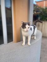 Calm white and gray cat sits attentively on a ledge, gazing into the distance with a thoughtful expression. Moment of reflection and tranquility for this elegant feline photo