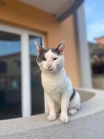 Calm white and gray cat sits attentively on a ledge, gazing into the distance with a thoughtful expression. Moment of reflection and tranquility for this elegant feline photo