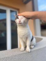 Content white and gray cat enjoys the gentle touch of a human hand on its head, sitting peacefully on a ledge. Companionship between humans and animals in a serene setting photo