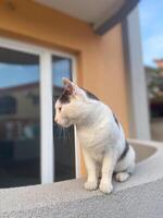 Calm white and gray cat sits attentively on a ledge, gazing into the distance with a thoughtful expression. Moment of reflection and tranquility for this elegant feline photo