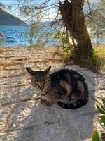 Relaxed cat rests under shade of a tree by the water, enjoying a tranquil moment with scenic views. Peaceful setting combines nature and serenity, highlighting the beauty of simple pleasures photo