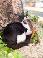 Black and white cat yawns lazily while curled up at the base of a tree, surrounded by greenery and fallen leaves. photo