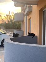 Two black cats rest quietly on a curved ledge as the sun sets behind a building, creating a peaceful urban scene. Warm glow of the sunset highlights the architectural lines photo