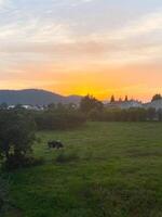 Peaceful rural landscape with a cow grazing on lush green grass, set against a vibrant orange sunset sky. Scene captures the serenity of countryside life and the beauty of nature evening glow photo