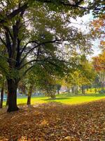 Autumn park in October on a sunny day, path with red maple leaves and oaks background. Beautiful bright natural landscape in the park, seasons, golden autumn season, invitation to walk photo