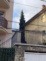 Residential scene captures a tall evergreen tree framed between two buildings with a balcony in the foreground. Contrasting textures of concrete, metal photo