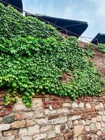 Stone pathway lined with ivy-covered walls leads to an old fortress under a soft, cloudy sky. the serene atmosphere captures a moment of timeless beauty and peaceful isolation in a historical setting. photo
