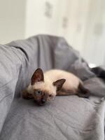 Siamese kitten with blue eyes at home. Pet and purebred cat concept photo