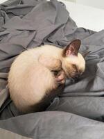 A small Siamese kitten sleeps in knitted balls of skeins of threads on a blue plaid. High quality photo