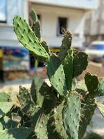 Close-up of a green cactus plant thriving in an urban environment with blurred buildings in background. Unique combination of nature and city life highlights the resilience and adaptability of plants photo