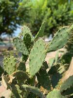 Close-up of a green cactus plant thriving in an urban environment with blurred buildings in background. Unique combination of nature and city life highlights the resilience and adaptability of plants photo
