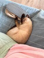 A small Siamese kitten sleeps in knitted balls of skeins of threads on a blue plaid. High quality photo