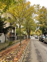 Serene autumn street scene. Fall season. Trees are adorned with golden leaves, creating a tranquil and picturesque setting photo