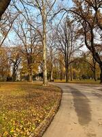 Serene autumn park scene with a winding pathway. Trees are adorned with golden leaves, creating a tranquil and picturesque setting photo