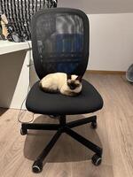 Graceful siamese cat relaxing on a chair. Tranquility of a pet's leisure time in warmth of a peaceful home setting. Purebred cat concept photo