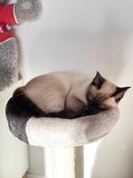 Graceful siamese cat relaxing on a plush pet perch. Tranquility of a pet's leisure time in warmth of a peaceful home setting. Purebred cat concept photo