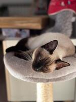 Graceful siamese cat relaxing on a plush pet perch. Tranquility of a pet's leisure time in warmth of a peaceful home setting. Purebred cat concept photo