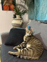 Curious tabby cat comfortably perched on a sofa, gazing intently into the camera with a vibrant blue curtain in the background. Feline's natural inquisitiveness and the warmth of its cozy environment photo