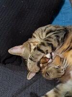 Tabby cat covering its face with paws while comfortably napping on a dark and blue fabric. Adorable pose perfectly captures the essence of tranquility and feline relaxation. photo