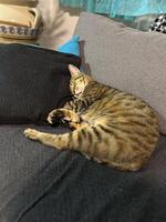 Peacefully sleeping tabby cat with closed eyes. Warm cozy atmosphere, cat tranquility and contentment photo
