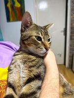 Tabby cat being gently cradled by a persons arm, radiating a sense of security and affection within a cozy indoor setting. Cat s attentive gaze and relaxed posture reflect the close bond photo
