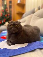 Lazy fat Grey cat Scottish fold on sofa at home, relaxed pet photo