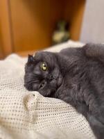 Lazy fat Grey cat Scottish fold on sofa at home, relaxed pet photo
