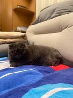 Lazy fat Grey cat Scottish fold on sofa at home, relaxed pet photo