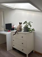 Curious funny siamese cat at home, close-up portrait. Pet and relaxation, comfort and cozy concept photo