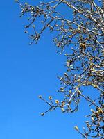 Budding branches reach towards the vibrant blue sky, heralding the arrival of spring. the crisp, cloudless backdrop emphasizes the promise of new beginnings and growth. Spring time photo