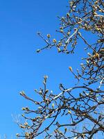 Budding branches reach towards the vibrant blue sky, heralding the arrival of spring. the crisp, cloudless backdrop emphasizes the promise of new beginnings and growth. Spring time photo