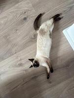 Playful siamese cat lying on a wooden floor, capturing a moment of relaxation and charm. this photograph perfectly illustrates the essence of domestic bliss and pet companionship photo