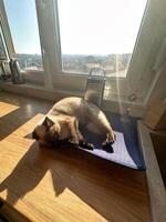 Playful siamese cat lying on a wooden table, capturing a moment of relaxation and charm. this photograph perfectly illustrates the essence of domestic bliss and pet companionship photo