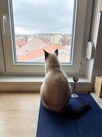 Siamese cat sits on a windowsill, gazing out at cityscape beyond the glass. Scene captures a moment of quiet contemplation as the feline observes world outside. photo