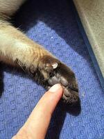 Close-up of a cat's paw resting on a textured blue mat in bright sunlight. the small details in the fur and surroundings capture the serene moment perfectly. photo
