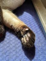 Close-up of a cat's paw resting on a textured blue mat in bright sunlight. the small details in the fur and surroundings capture the serene moment perfectly. photo