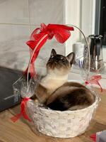 Curious siamese cat sits comfortably inside a decorative white basket, adorned with a large red ribbon, and gazes upward with interest. Purebred pet concept photo