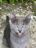 Shorthair grey cat with intense, focused eyes sits calmly on a tiled floor. Cat s sleek fur, quiet confidence and curiosity. Minimalism and simplicity in pet photography. photo