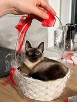 Curious siamese cat sits comfortably inside a decorative white basket, adorned with a large red ribbon, and gazes upward with interest. Purebred pet concept photo