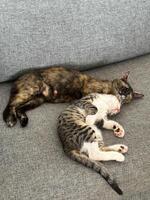 Mom cat sleeping near her kitten on couch. Pet concept. Top view photo