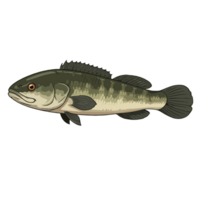 Mudfish Drawing and Illustration png